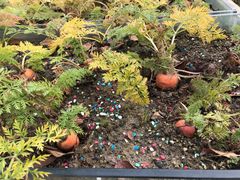 -田园东方蜜桃村的田野营地