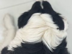 -汪说·狗咖·拼豆·宠物周边DIY(旺城大厦店)