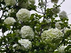 -大龙山(地铁站)