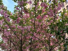 -美芳酒家(湖西路菜场店)