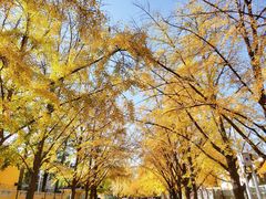 -三里屯东五街银杏大道