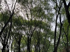-东坝千亩湖公园