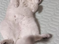 -爱侣宠医·鹦鹉专科·小型哺乳类·异宠专科(灵石路店)