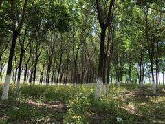 -东郊湿地公园
