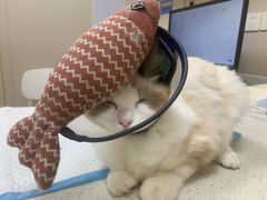 -安安宠医·臻爱宠物医院·宠保定点(营门口路分院)