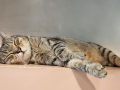 -猫儿山۰猫主题餐厅