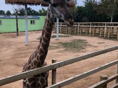 -西霞口神雕山野生动物世界