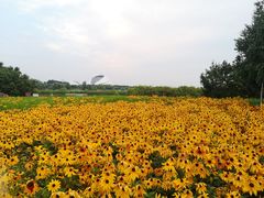 -哈尔滨大剧院