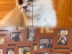 -猫十亿·布偶金渐层·曼基康矮脚猫舍(青年路店)