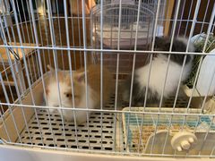 -猫猫幼稚园·撸猫·桌游·电玩
