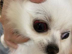 -芭比堂动物医院·24小时·眼科中心(深圳中心)