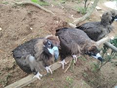 -西霞口神雕山野生动物世界
