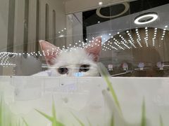 -COLOR PETS 撸猫馆·购猫·猫咖(长风大悦城店)