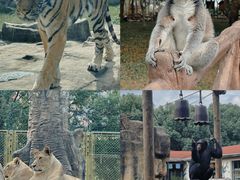 -上海野生动物园
