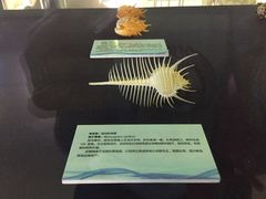 -上海海洋大学鱼文化博物馆(军工路校区)