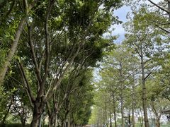 -顺峰山公园