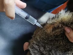 -安安宠医宠物医院·异宠·犬猫内科(岳阳分院)