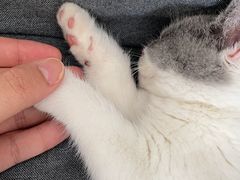 -lincat·猫舍(广州店)