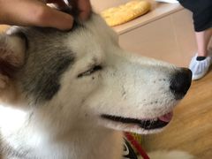 -Husky Go! 哈士奇体验馆·宠物咖啡厅狗咖