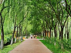 -大兴滨河森林公园