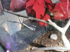 -上海大自然野生昆虫馆(东方明珠·爬宠昆虫探索中心)