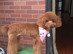 -八公叔叔宠物美容连锁(春申店)