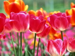 -炉之恋LUZHILIAN(芙蓉汉城总店)