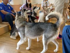 -Husky Go! 哈士奇体验馆·宠物咖啡厅狗咖