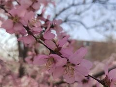 -桃花堤公园