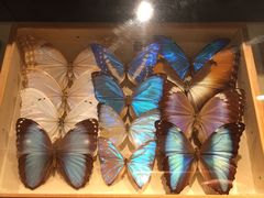 -墨尔本博物馆(Melbourne Museum)