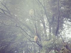 -庐山风景区花径公园