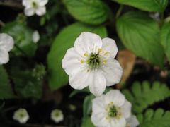 -西岭雪山大飞水景区