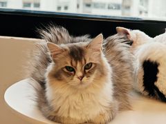 -有喵·猫咖·狗咖·30几只猫10只小狗(岗厦店)