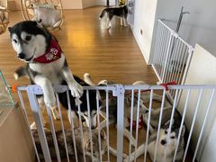 -Husky Go! 哈士奇体验馆·宠物咖啡厅狗咖