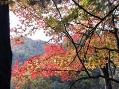 -望天鹅景区