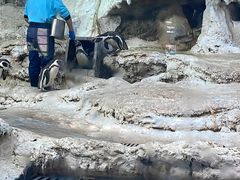 -帝企鹅自助餐厅•儿童岛•真企鹅(长隆企鹅酒店)