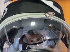 -瑞派福兴宠物医院犬猫全科·骨科·中西医结合(河东店)