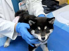 -美联众合动物医院·24h京西诊疗中心