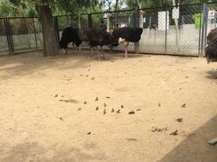 -长白岛森林公园