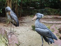 -新加坡飞禽公园