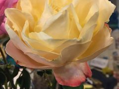 -静岸花卉园艺(三星坊店)