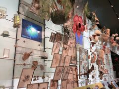 -美国自然历史博物馆