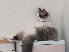 -猫在这儿猫咪咖啡馆·撸猫馆