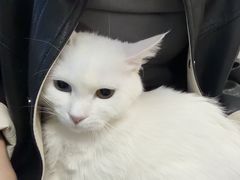 -瑞派·关忠动物医院·猫专科·犬专科(三环新城店)