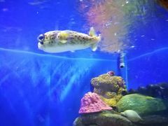 -洛阳龙门海洋馆