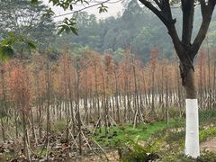 -番禺大夫山森林公园