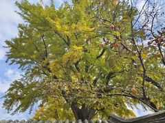 -泰山风景名胜区-普照寺