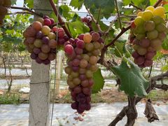 -麦园农庄·西江河鲜