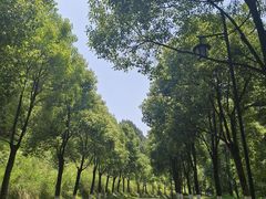 -铁山坪森林公园