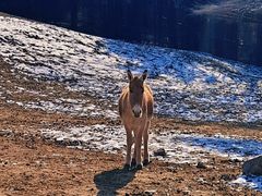 -沈阳森林动物园